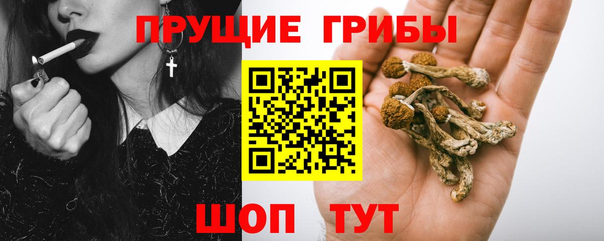 Псилоцибиновые грибы Cubensis Хасавюрт